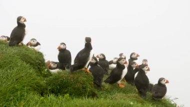 Mykines Adası, Faroe Adası 'ndaki martiniler. 4K Sinematik yakın çekim. Marffins Fratercula arktika yamaçta vahşi bir doğa. Yüksek kalite 4k görüntü.