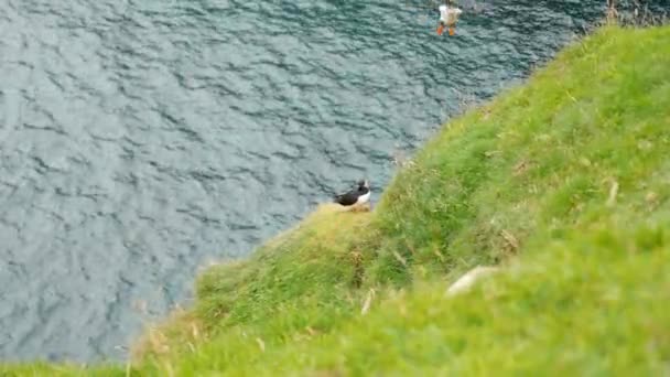 Mykines Adası Faroe Adası Ndaki Martiniler Sinematik Yakın Çekim Marffins — Stok video
