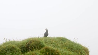 Mykines Adası, Faroe Adası 'ndaki martiniler. 4K Sinematik yakın çekim. Marffins Fratercula arktika yamaçta vahşi bir doğa. Yüksek kalite 4k görüntü.