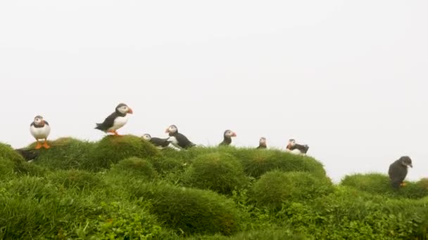 Puffins Mykines Island Faroe Island Cinematic Primer Plano Las Imágenes — Vídeo de stock