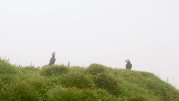 Puffins Mykines Island Faroe Island Cinematic Close Footage Puffins Fratercula — Stock Video