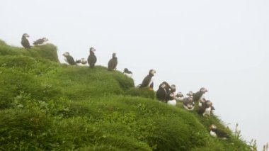 Mykines Adası, Faroe Adası 'ndaki martiniler. 4K Sinematik yakın çekim. Marffins Fratercula arktika yamaçta vahşi bir doğa. Yüksek kalite 4k görüntü.