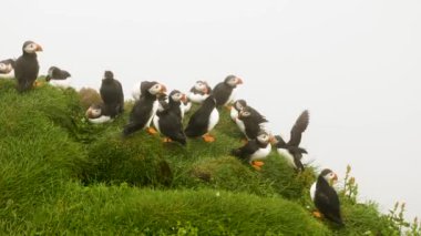 Mykines Adası, Faroe Adası 'ndaki martiniler. 4K Sinematik yakın çekim. Marffins Fratercula arktika yamaçta vahşi bir doğa. Yüksek kalite 4k görüntü.
