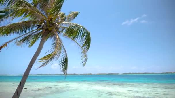 法属波利尼西亚塔希提的Bora Bora Bora的绿松石蓝色泻湖上 一棵弯曲的棕榈树 在波拉波拉周围的游艇上游玩 景色令人惊叹 豪华假期 浪漫的出游 蜜月目的地 — 图库视频影像