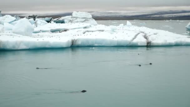 Jokulsarlon Glacier Lagoon Iceland Many Harbour Seal Phoca Vitulina Swimming — Stock video