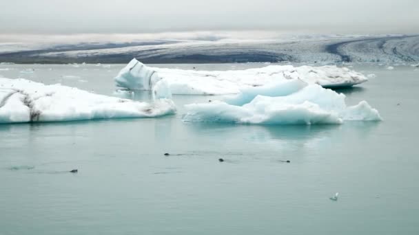 Jokulsarlon Glacier Lagoon Iceland Many Harbour Seal Phoca Vitulina Swimming — 图库视频影像