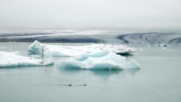 Jokulsarlon Glacier Lagoon Iceland Many Harbour Seal Phoca Vitulina Swimming — 비디오