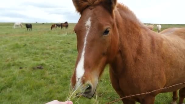 Feeding Icelanding Horse Footage Icelandic Horse Posing Field Surrounded Scenic — Wideo stockowe
