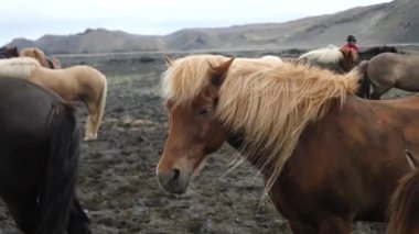 Feeding icelanding horse 4K footage. Icelandic horse posing in a field surrounded by scenic nature of Iceland. The Icelandic horse is a breed of horse developed in Iceland. 
