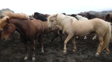 Feeding icelanding horse 4K footage. Icelandic horse posing in a field surrounded by scenic nature of Iceland. The Icelandic horse is a breed of horse developed in Iceland. 