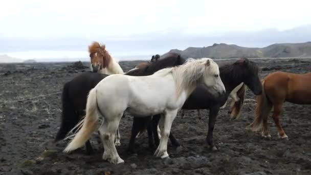 Feeding Icelanding Horse Footage Icelandic Horse Posing Field Surrounded Scenic — Stockvideo
