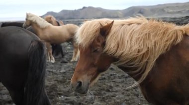 Feeding icelanding horse 4K footage. Icelandic horse posing in a field surrounded by scenic nature of Iceland. The Icelandic horse is a breed of horse developed in Iceland. 