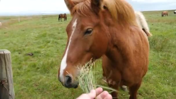 Кормлю Коня Кадрами Исландская Лошадь Позирует Поле Окружении Живописной Природы — стоковое видео