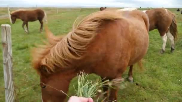 Feeding Icelanding Horse Footage Icelandic Horse Posing Field Surrounded Scenic — Stock videók