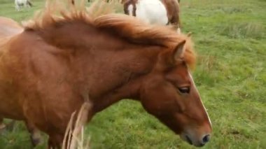 Feeding icelanding horse 4K footage. Icelandic horse posing in a field surrounded by scenic nature of Iceland. The Icelandic horse is a breed of horse developed in Iceland. 