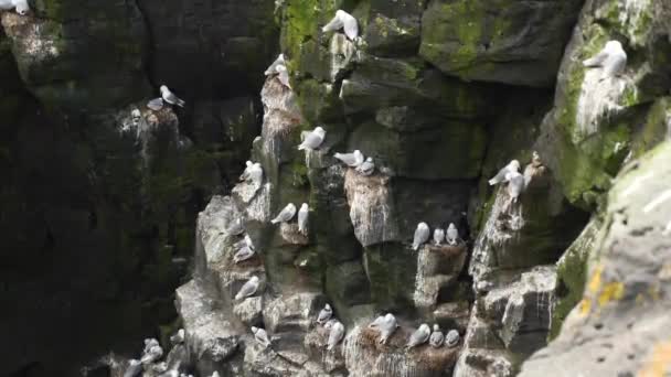 Багато Морських Птахів Скелях Селі Арнарстапі Ісландії Кадри Високої Якості — стокове відео