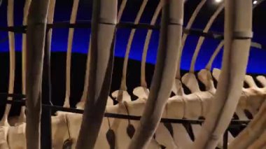 Whale skeleton. The whole big whale made from bones. High quality 4k footage