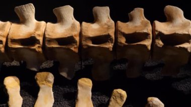 Whale skeleton. The whole big whale made from bones. High quality 4k footage