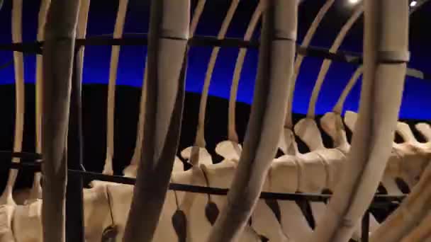 Balina Iskeleti Kemiklerden Yapılmış Koca Bir Balina Yüksek Kalite Görüntü — Stok video