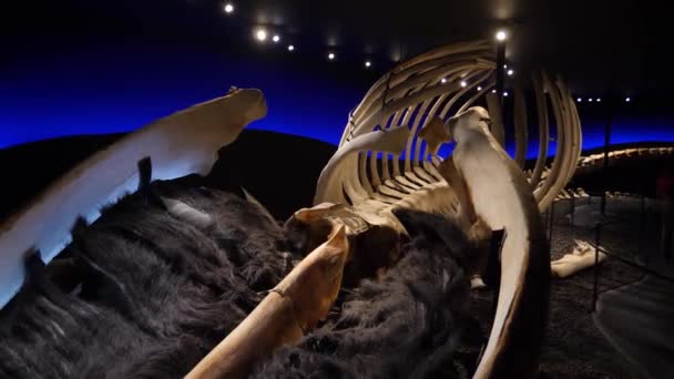 Scheletro Balena Tutta Grande Balena Fatta Ossa Filmati Alta Qualità — Video Stock