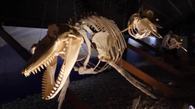 Whale skeleton. The whole big whale made from bones. High quality 4k footage
