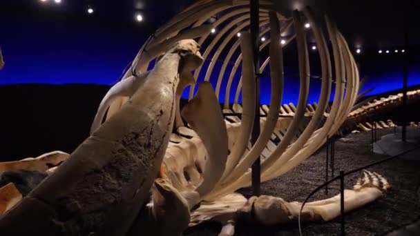 Σκελετός Φάλαινας Ολόκληρη Μεγάλη Φάλαινα Φτιαγμένη Από Κόκαλα Υψηλής Ποιότητας — Αρχείο Βίντεο
