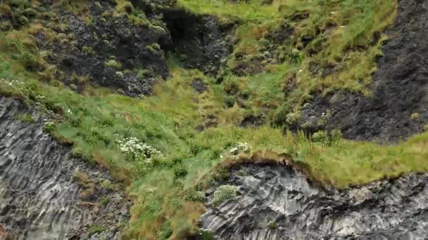 Puffins Nests Reynisfjara Beach Black Sand Beach Vik Iceland Rocks — Vídeo de Stock