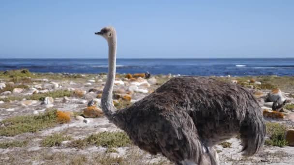 Filmagem Avestruz Selvagem Perto Câmera Península Cabo Cidade Cabo África — Vídeo de Stock