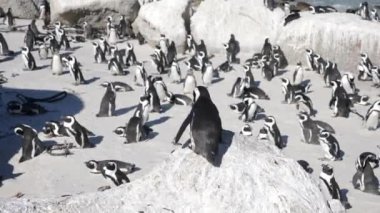 Boulders Beach, Cape Town, Güney Afrika 'daki vahşi Afrika Penguenleri' nin 4K görüntüleri. Cape Peninsula 'da özel bir fauna ve bitki örtüsü var. Sahilde kocaman bir Afrika pengueni kolonisi var..