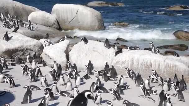 Felvétel Vad Afrikai Pingvinekről Közel Kamerához Boulders Beachen Fokvárosban Dél — Stock videók