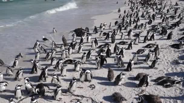 Beelden Van Wilde Afrikaanse Pinguïns Dichtbij Camera Boulders Beach Kaapstad — Stockvideo