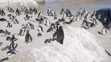 Boulders Beach, Cape Town, Güney Afrika 'daki vahşi Afrika Penguenleri' nin 4K görüntüleri. Cape Peninsula 'da özel bir fauna ve bitki örtüsü var. Sahilde kocaman bir Afrika pengueni kolonisi var..