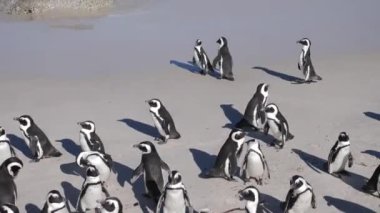 Boulders Beach, Cape Town, Güney Afrika 'daki vahşi Afrika Penguenleri' nin 4K görüntüleri. Cape Peninsula 'da özel bir fauna ve bitki örtüsü var. Sahilde kocaman bir Afrika pengueni kolonisi var..