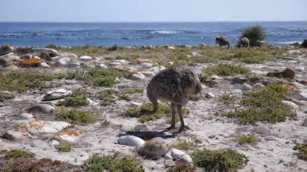 Rekaman Burung Unta Liar Makan Rumput Cape Peninsula Cape Town — Stok Video