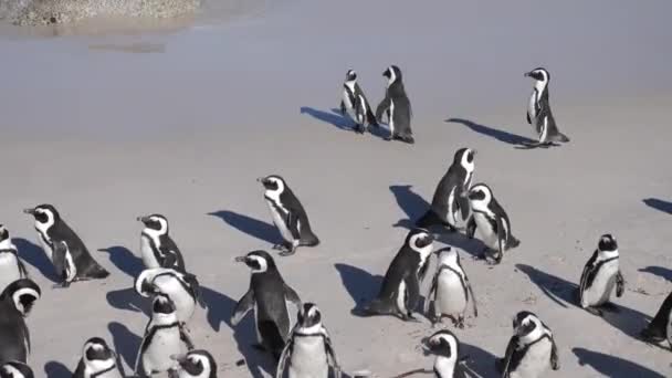 Boulders Beach Cape Town Güney Afrika Daki Vahşi Afrika Penguenleri — Stok video