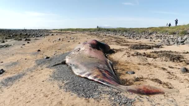 一只鲸鱼的尸体被冲到了冰岛海岸附近的海滩上 死了的鲸鱼在冰岛海岸搁浅 冰岛独特的自然景观 高质量的4K镜头 — 图库视频影像