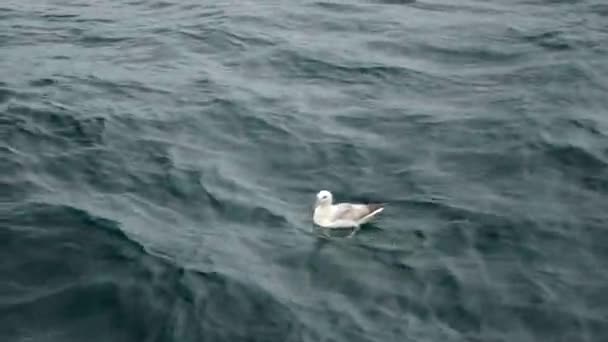 Imagini Cinematografice Pescăruș Înotând Apa Oceanului — Videoclip de stoc