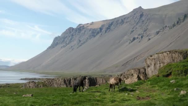 Filmato Vestrahorn Stokksnes Con Cavalli Ghiacciati Islanda Paesaggio Con Montagne — Video Stock