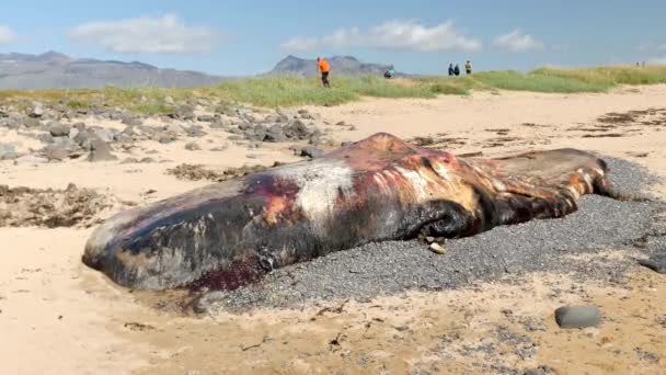 アイスランドのアルナルスタピ 23年5月16日 クジラの死体がアイスランドの海岸近くのビーチで洗い流された アイスランドの海岸で死んだクジラ アイスランドの自然風景のユニークな映像 — ストック動画