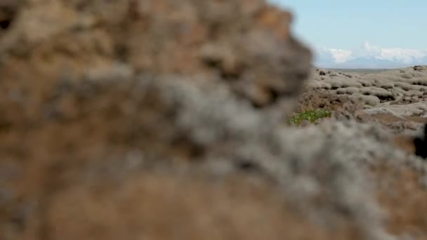 エルドラワンの苔はアイスランドの溶岩原を覆っていた ウーリー フリンジ モスに覆われた火災溶岩フィールド アイスランドの風景 高品質4K映像 — ストック動画