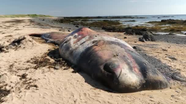 クジラの死体はアイスランドの海岸近くのビーチで洗い流された アイスランドの海岸で死んだクジラ アイスランドの自然の風景のユニークな映像 高品質4K映像 — ストック動画