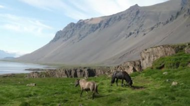 Stokkksnes 'deki Vestrahorn' un İzlanda atlarıyla çekilmiş 4K sinematik görüntüleri. Muhteşem dağları olan İzlanda manzarası. Yüksek kalite 4k görüntü