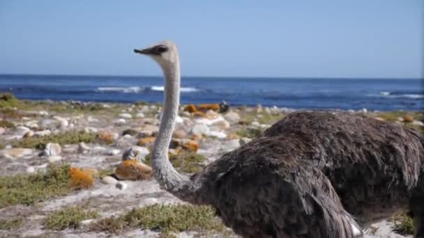 在南非开普敦开普敦靠近摄像的4K段野生鸵鸟镜头 角自然保护区有特定的动植物群 以大海为背景的鸵鸟 — 图库视频影像