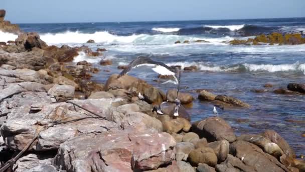 Filmagem Câmera Lenta Uma Gaivota Voando Península Cabo Cidade Cabo — Vídeo de Stock