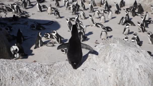 Filmik Wolnymi Ruchami Dzikiego Pingwina Afrykańskiego Kręcącego Się Pobliżu Kamery — Wideo stockowe
