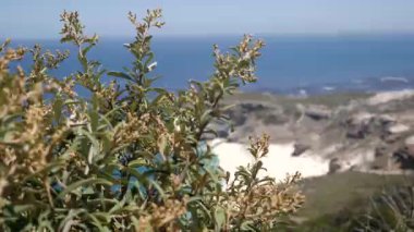 Güney Afrika, Cape Town 'daki Diaz Sahili' nin 4K görüntüleri. Rocky Cliffs ve Turkuaz temiz su Cape Peninsula 'da beyaz kumlu plaj. Cape Point Doğa Koruma Alanı. Özel bir fauna ve bitki örtüsü var.