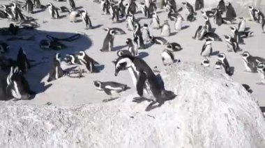 Boulders Beach, Cape Town, Güney Afrika 'daki vahşi Afrika Penguenleri' nin 4K görüntüleri. Cape Peninsula 'da özel bir fauna ve bitki örtüsü var. Sahilde kocaman bir Afrika pengueni kolonisi var..