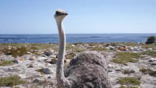 Aufnahmen Von Wilden Straußen Kapstadt Südafrika Cape Point Naturreservat Mit — Stockvideo