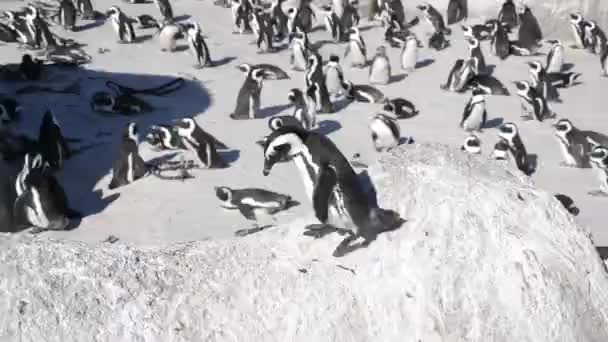 Кадры Диких Африканских Пингвинов Рядом Камерой Боулдерс Бич Кейптаун Южная — стоковое видео