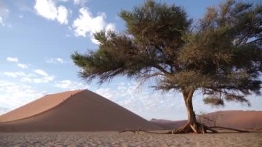 Kum 45 Sossuvlei, Namibya 'da. Namibya 'daki dev kum tepeleri. Sinematik Yüksek Kaliteli 4K görüntüler.